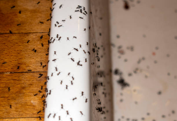 Best Local Pest Control Services  in Beach Park, IL