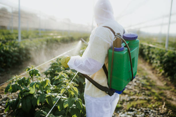 Best Termite Control Services  in Beach Park, IL